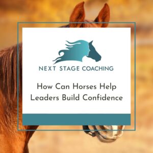 How can Horses help leaders build confidence by Gail Boone at NextStageCoaching.ca