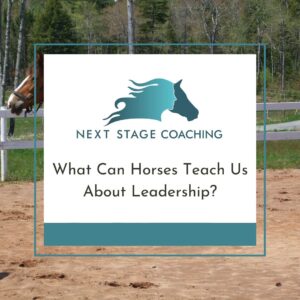 What Can Horses Teach Us About Leadership? by Gail Boone at NextStageCoaching.ca