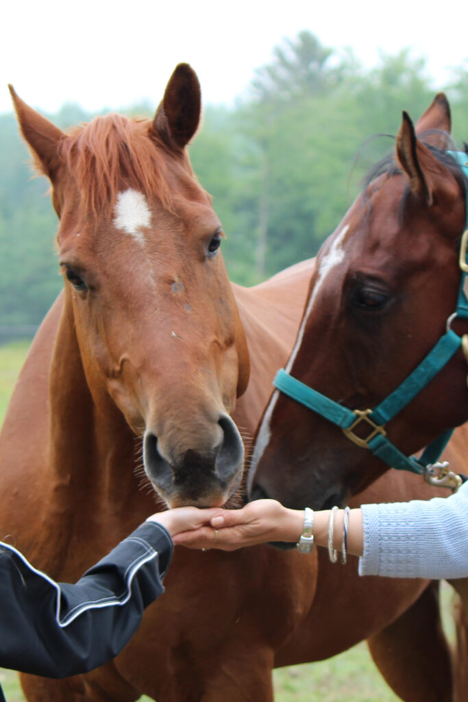 Unlock the potential of equine facilitated learning with Gail Boone